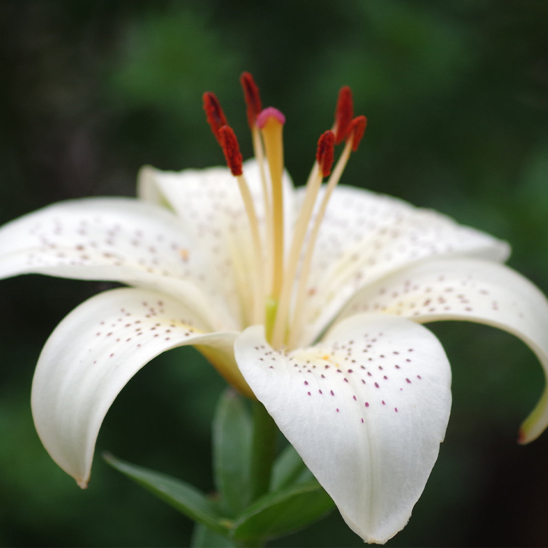 Scarlet Flame - Unisex Luxury Perfume No. 146U 50 ml | With 30% essence