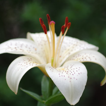 Scarlet Flame - Unisex Luxury Perfume No. 146U 50 ml | With 30% essence