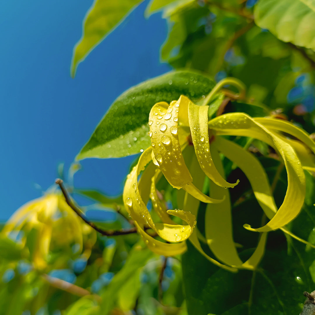 Scarlet Flame - Unisex Luxury Perfume No. 146U 50 ml | With 30% essence