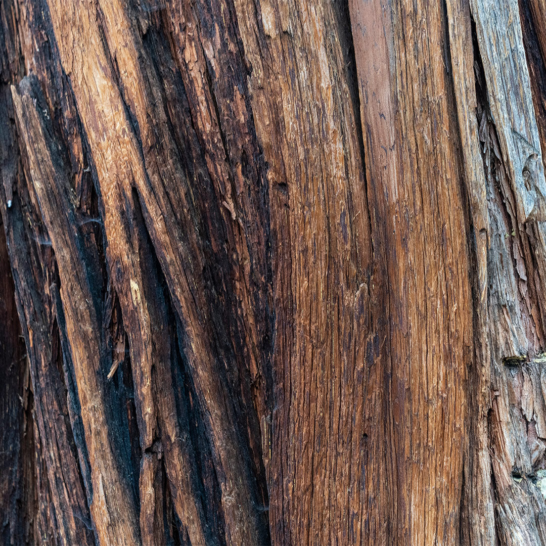 Dark Nectar - Perfume for Him No. C147M 3 ml | With 30% essence