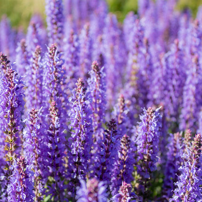 Eternal Love For Him - Perfume No. C162M 3 ml | With 30% essence