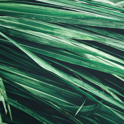 Eternal Love For Him - Perfume No. C162M 3 ml | With 30% essence