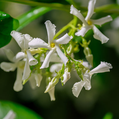 Eternal Love For Her - Perfume No. 161W 70 ml | With 30% essence