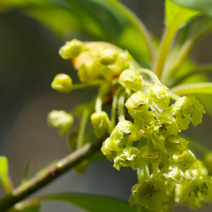 Eternal Love For Her - Perfume No. C161W 3 ml | With 30% essence